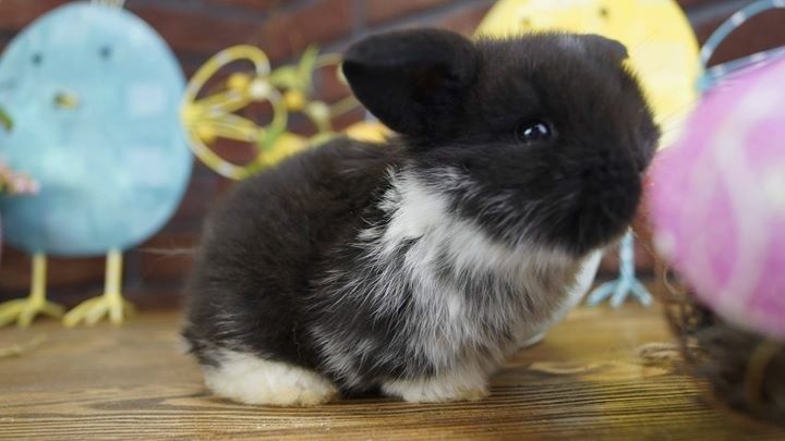 Mini lop mały baranek karzełek zarejestrowana hodowla Poznań Teddy