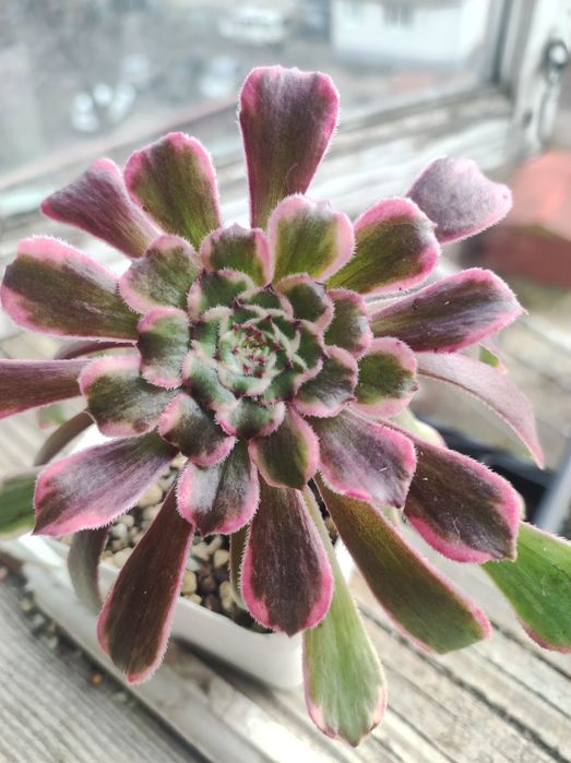 echeveria suyon crassula aeonium