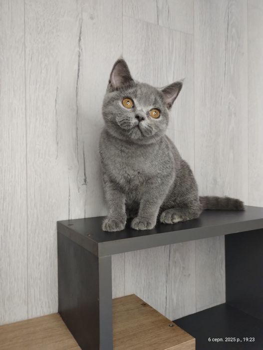 Чистокровна найлагідніша шотландська принцеса Фаїна з ВАКЦИНАЦІЄЮ