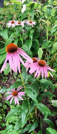 Jeżowka różowa echinacea