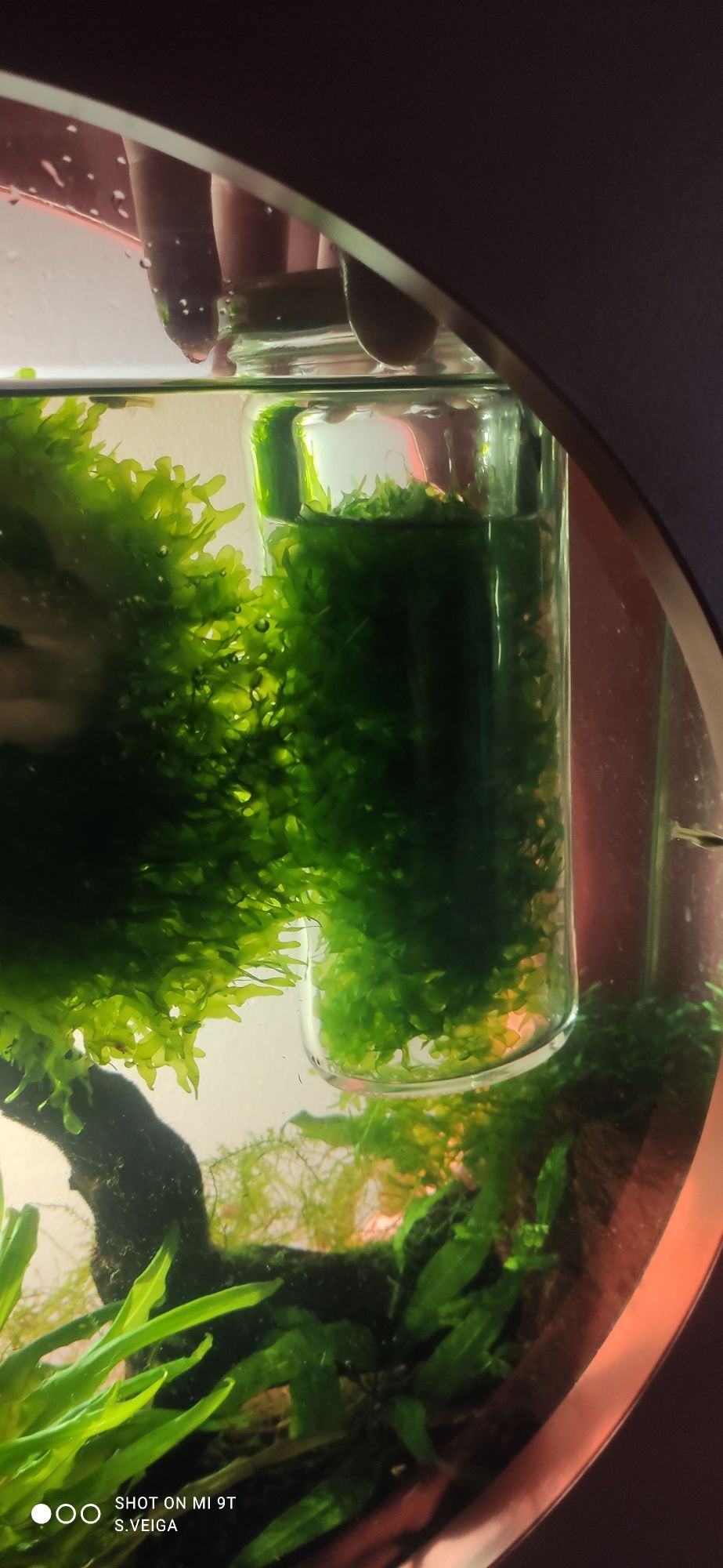 Lomariopsis lineata - Round Pellia - Planta
