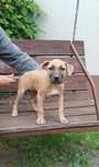 Szczeniak Pit Bull