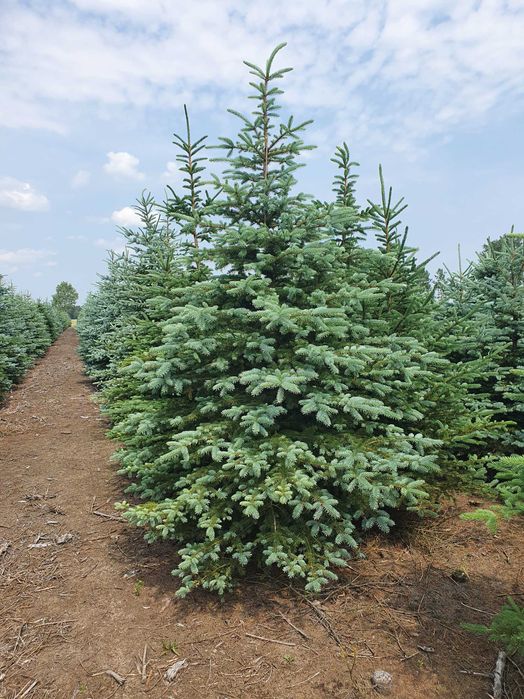 Świerk kłujący cięty 175-250 cm/ w donicy 60-180 cm/ TuChoinki.pl