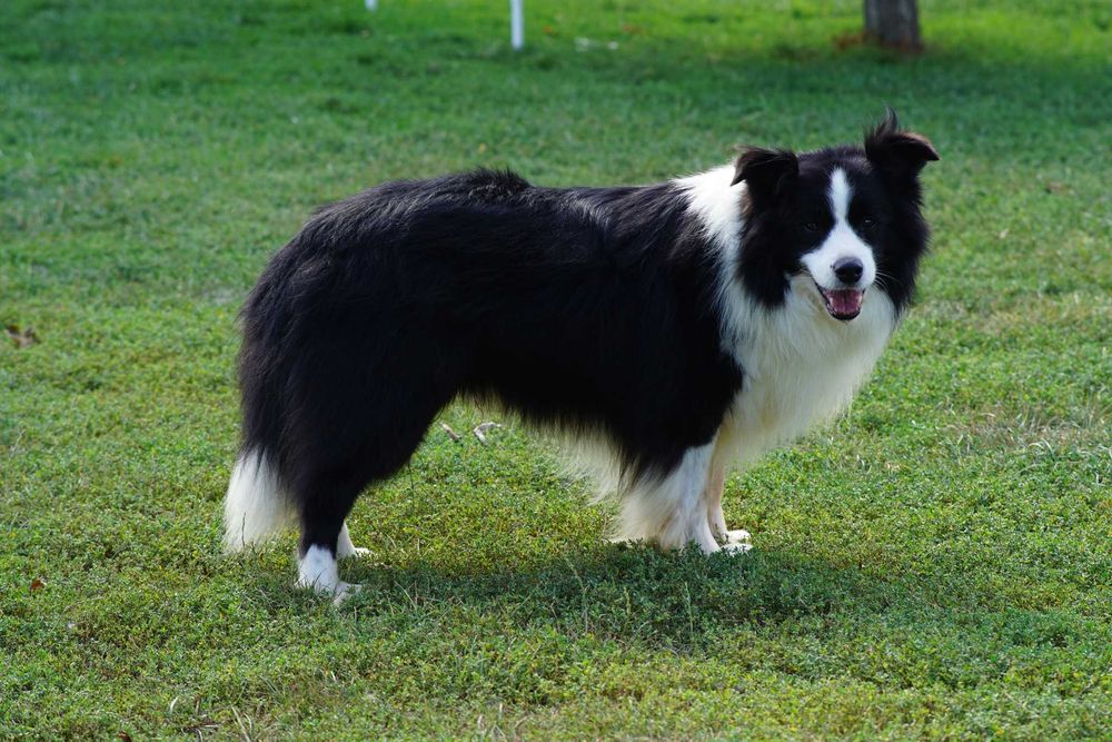 Border collie , chłopiec czarno biały ZKwP / FCI