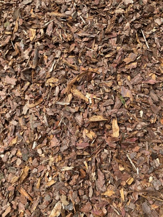 Kora Sosnowa Świeża