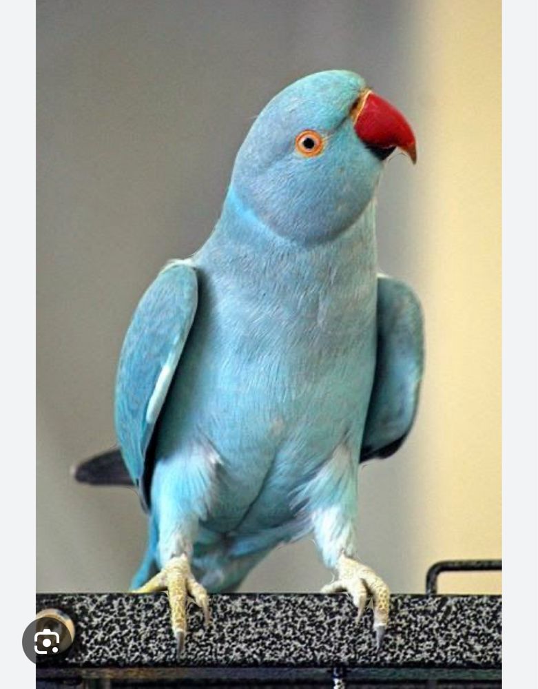 RingNeck Azul M/F