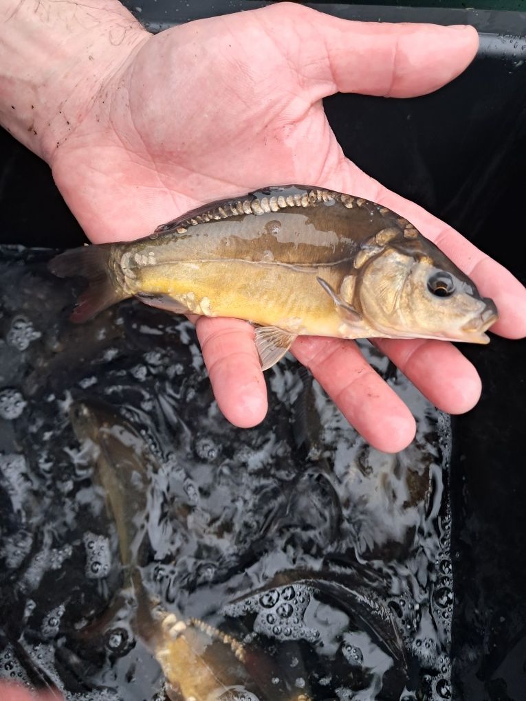 Karp narybek 15-20cm, Lin, Amur, tołpyga