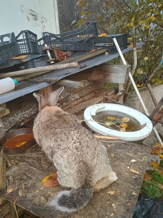 Sprzedam młode kruliki