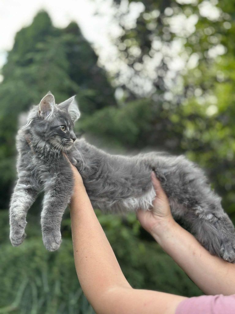 Umbrella niebieski klasyk Maine Coon. Zapraszamy