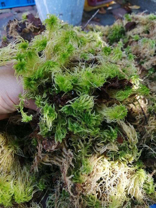 Живий Мох сфагнум.1 л  27 грн