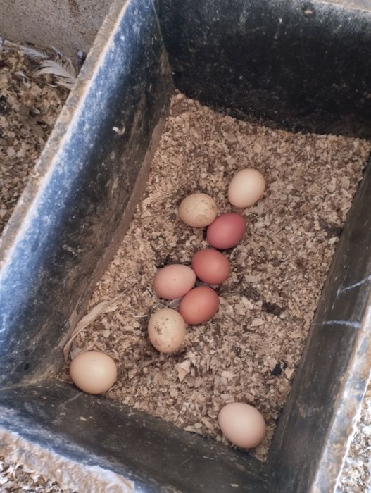 Ovos caseiros de galinha ao ar livre