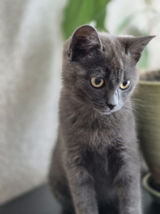 Віддам в добрі руки кошеня