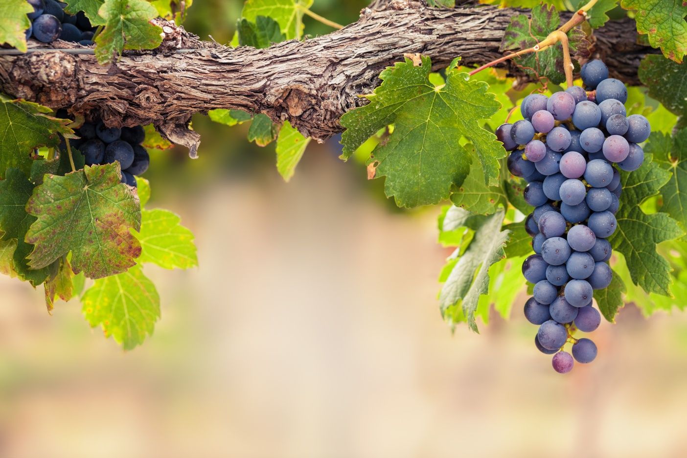Vendo uvas tintas