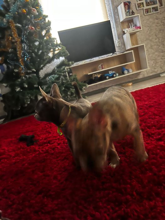 Французький бульдог