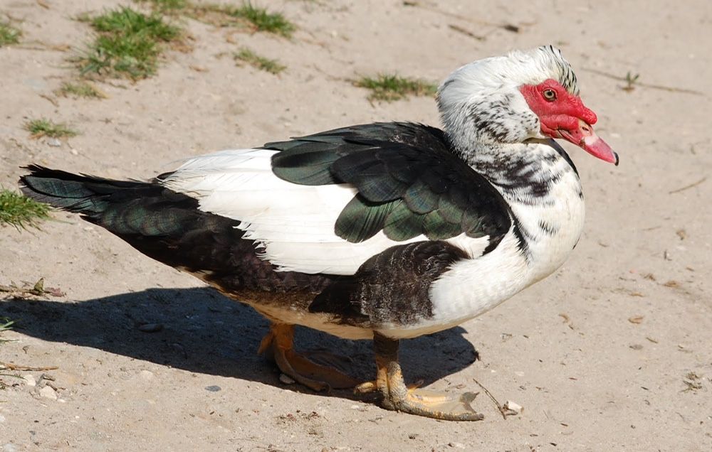 Patos mudos de varias cores