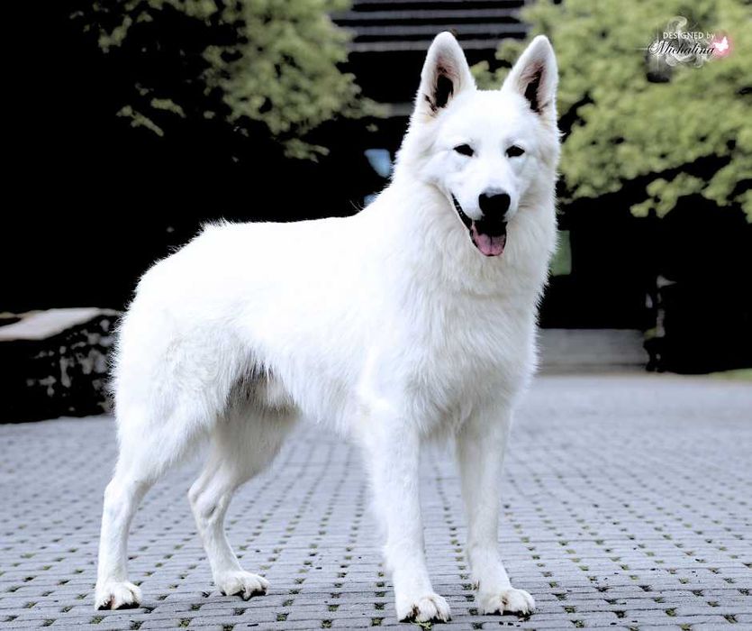 Biały Owczarek Szwajcarski - linia zwycięzców Europy, Świata i Klubów!