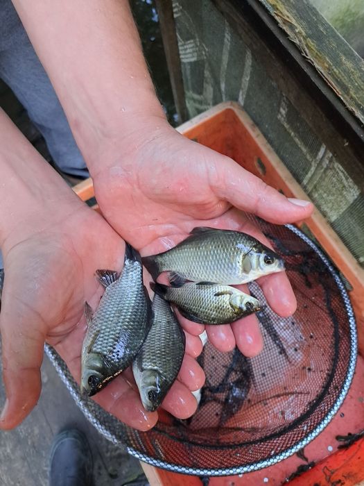 Karaś żywiec, narybek