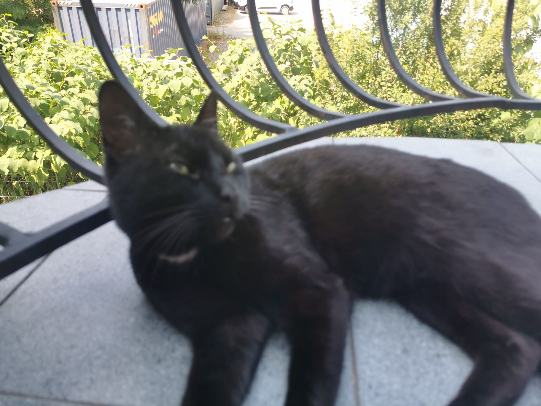 Kotek do adopcji