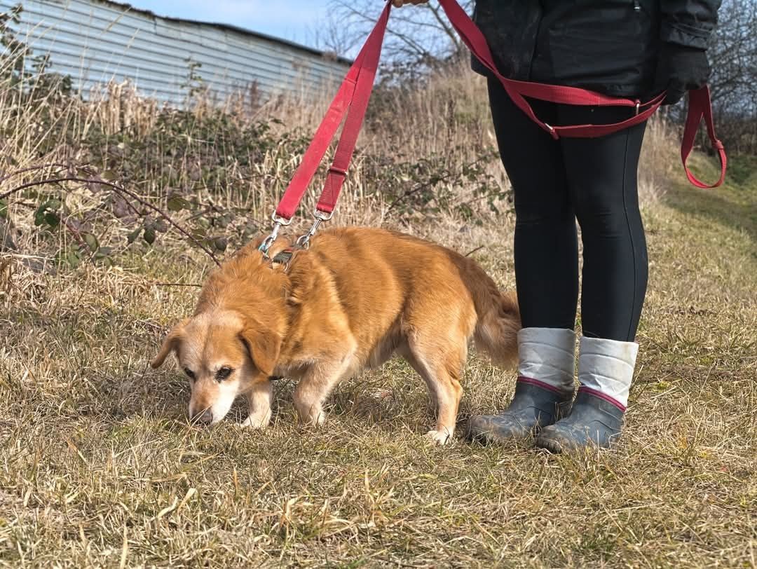 Puchaty beżowy Nugat do adopcji - piesek z posturą jamnika szuka domu