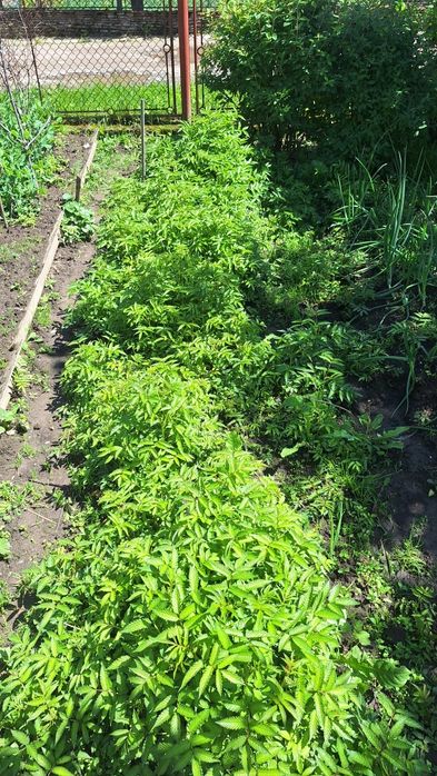 Саджанці мяо мяо  (Тібетьська малина)