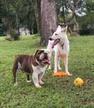 Pet Sitting e Dog Walking
