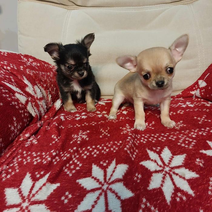 Śliczny chihuahua z rodowodem