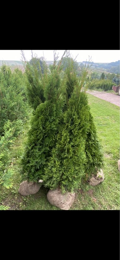 Tuja Szmaragd 150-160 SADZIMY! (120/130/140) Tuja Thuja Thuje