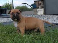 Amstaff szczeniaki