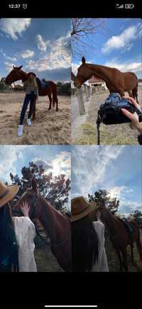 Фотосесси, фотопроэкт с фотографами лошади, кони, лошадь трюковая
