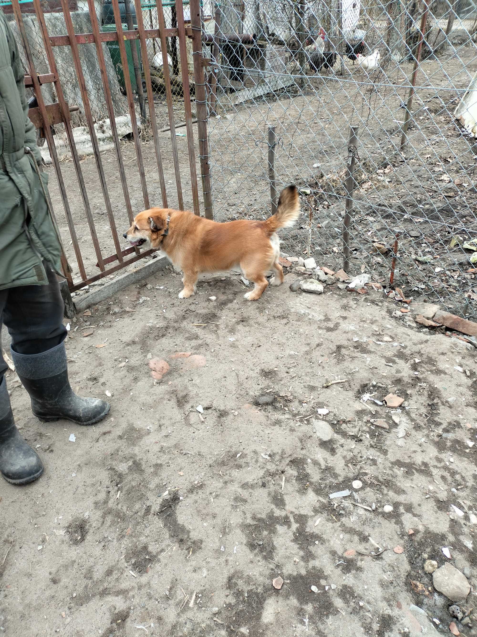 Piesek niski za darmo
