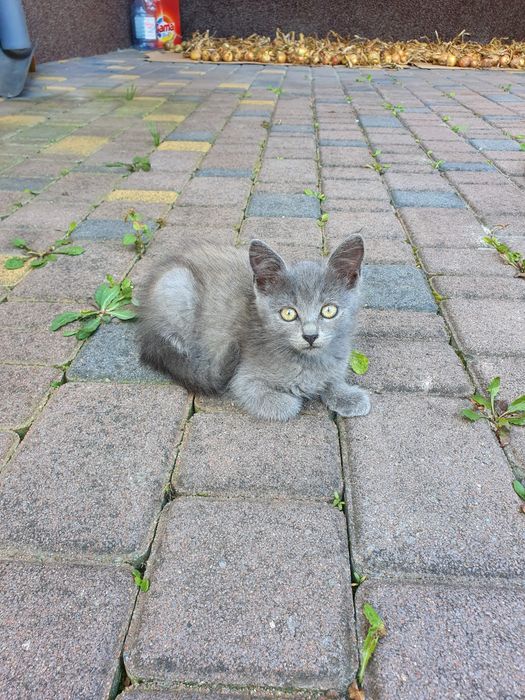 Котики в добрі руки