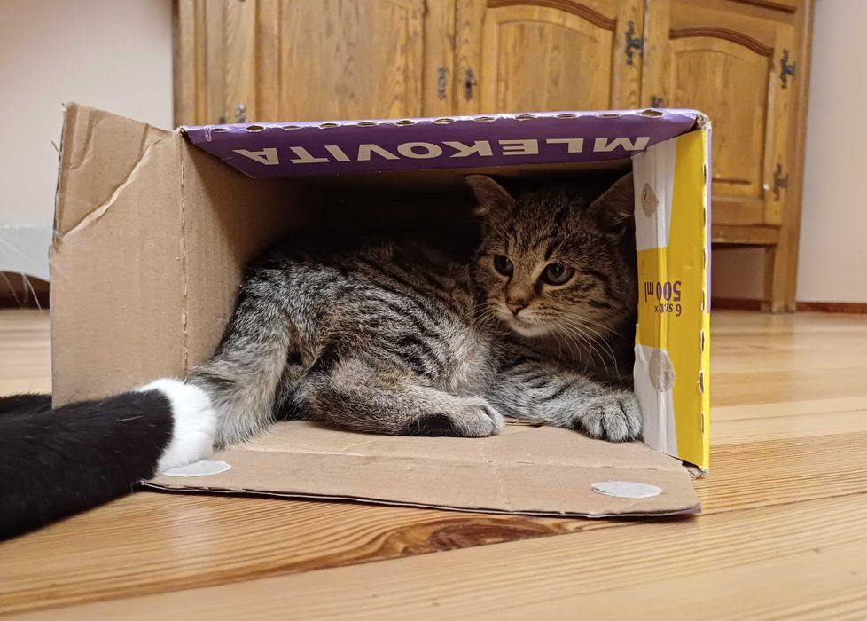 Szukamy domów dla czterech trzymiesięcznych kociaków