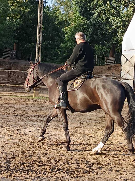 Sprzedam 4 letniego wałacha PKS