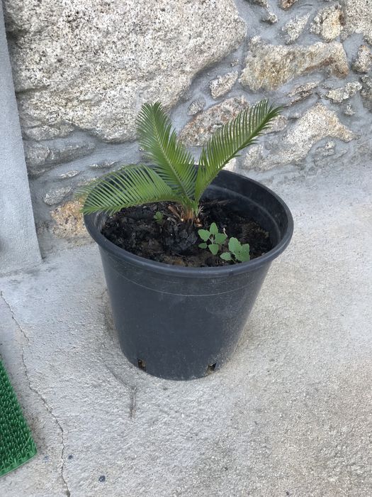 Cica / sica / cyca de jardim