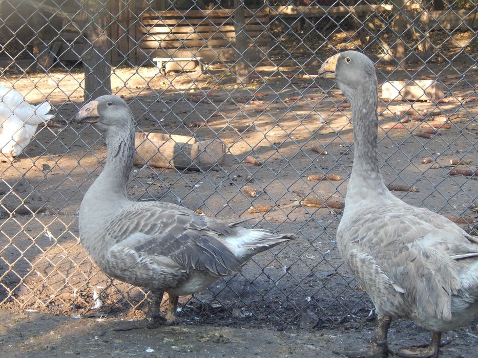 Гуси тульські горбоносі { комогори }