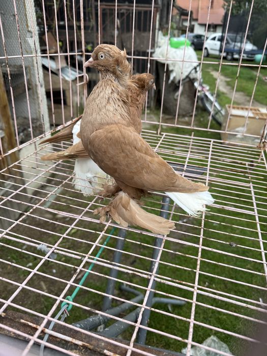 Sprzedam wiszfany zolte koroniate kosmate