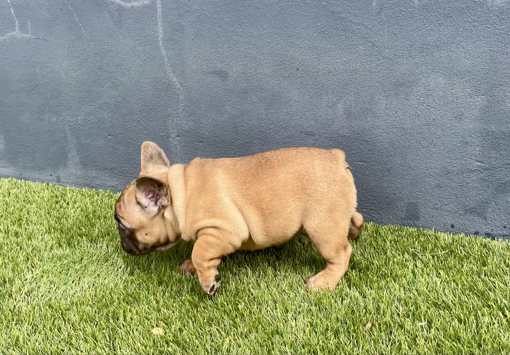 Bulldog Francês com LOP e Afixo Macho