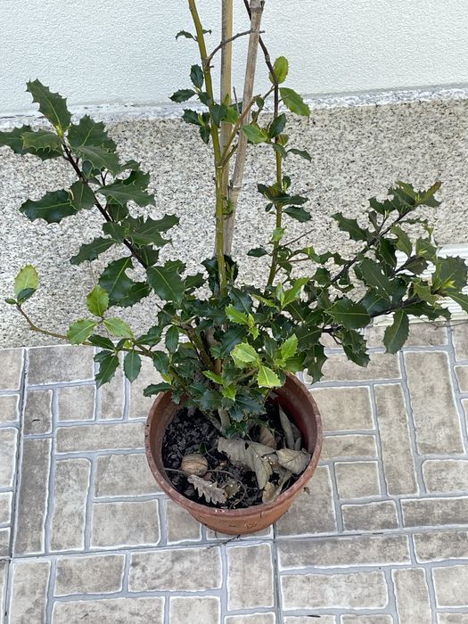 Sika e azevinhos
