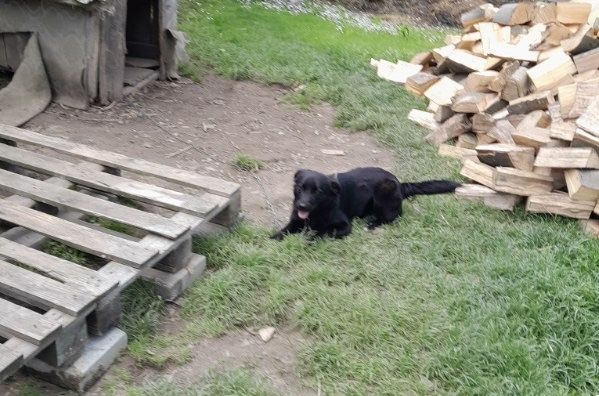 Oddam w dobre ręce czarnego pieska