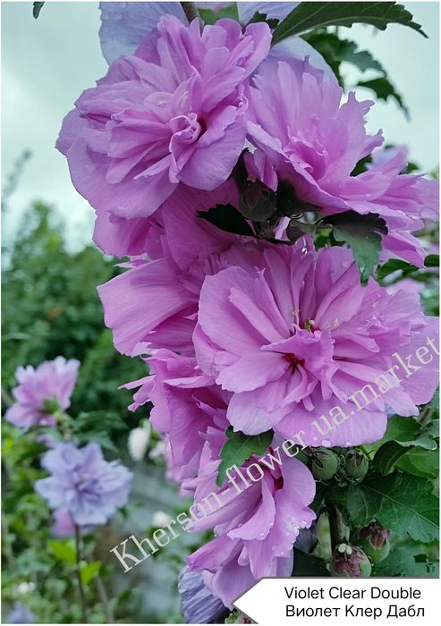 Виолет Клер Дабл - махровый древовидный гибискус