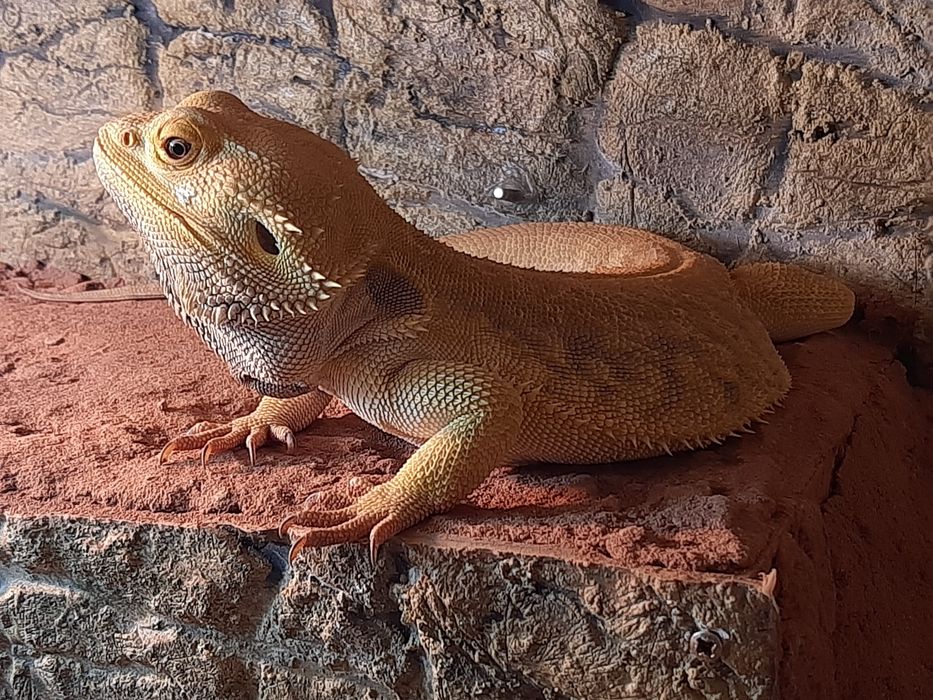 Agama brodata - dorosły samiec