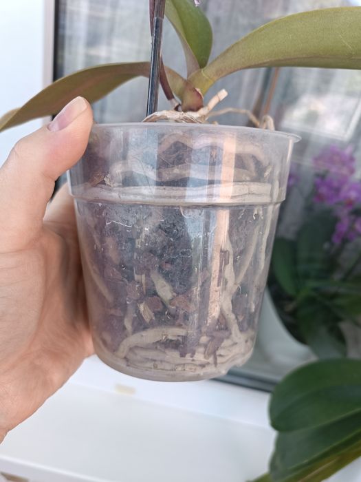 Орхідея метелик Little gim stripes