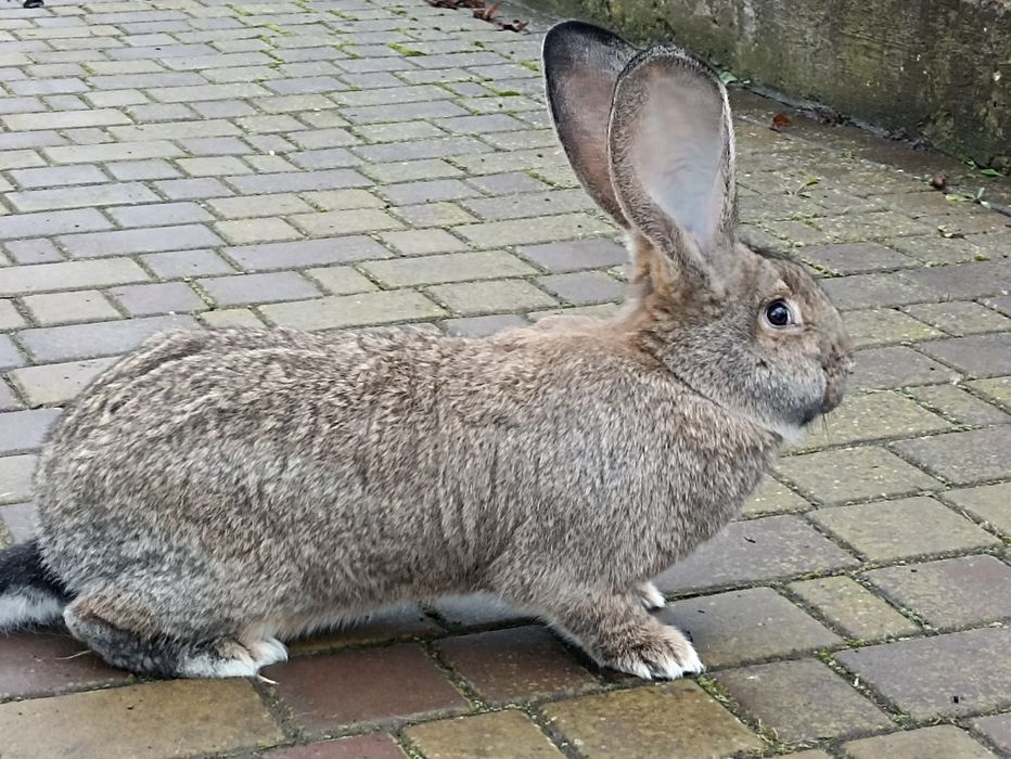 Кролі, кролики..