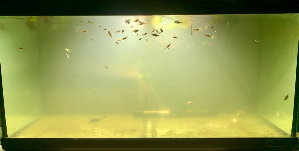 Cometas peixe agua fria