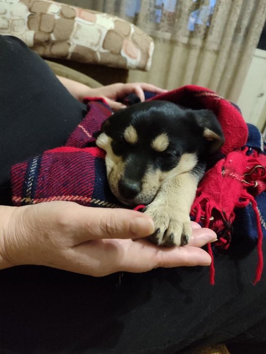 Прекрасная безхаостая подружка ищет маму и папу