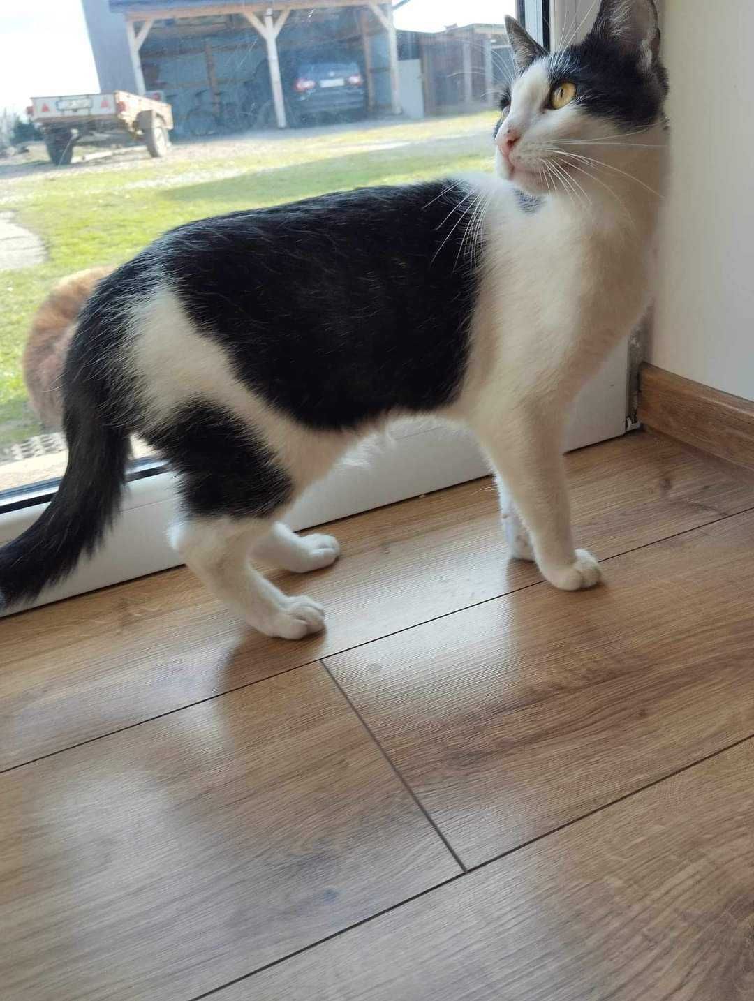 Dżipsy piękna kotka do adopcji