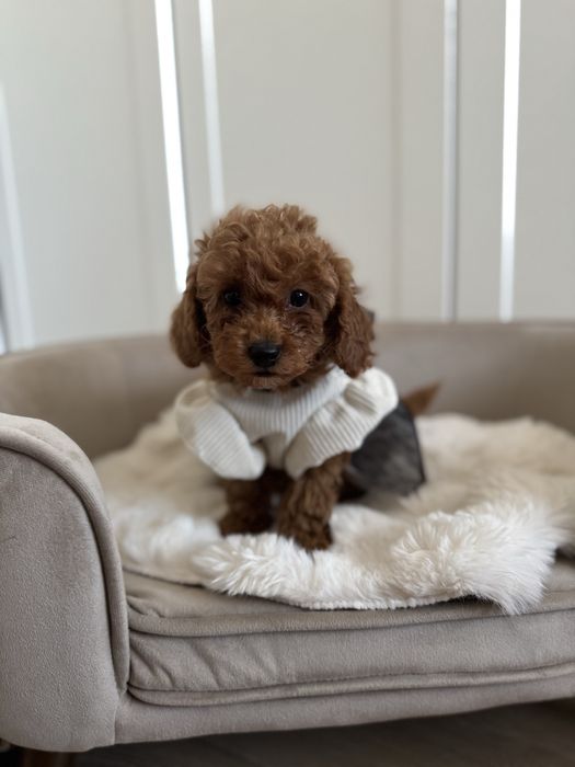 Sliczna sunia pudel toy