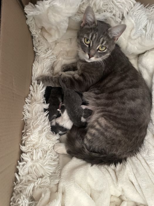 Отдам котят в хорошие руки в ноябре