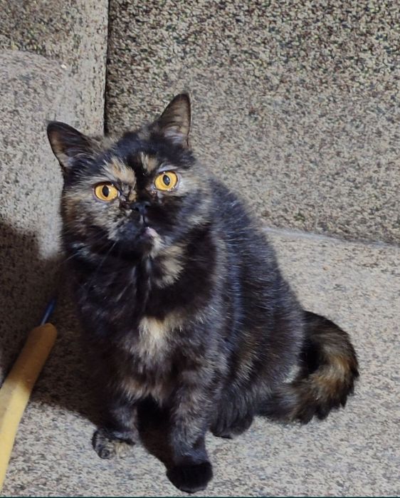 Шотландская красавица в модном черепаховом окрасе