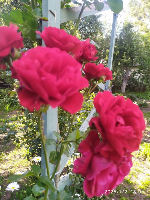 Продам рози кущові.